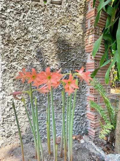 Koh Tao Tropicana Resort – Photos 12