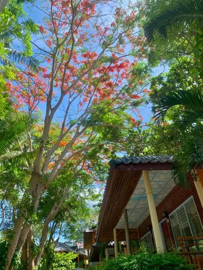 Koh Tao Tropicana Resort – Photos 14