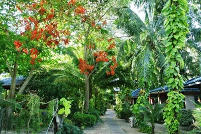Standard Double or Twin Room with Fan, No Hot Shower — Koh Tao Tropicana Resort